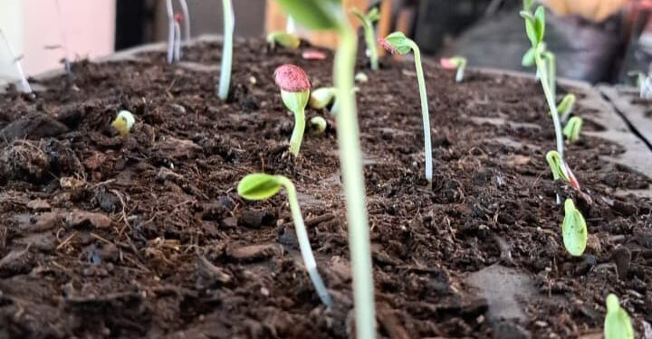 Lleva el Centro Preventivo de la SSPE taller en la colonia Calafia, en La Paz