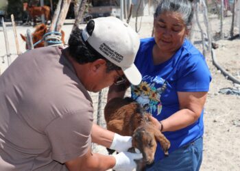 Ayuntamiento de La Paz brinda atención veterinaria gratuita en rancherías de Los Dolores