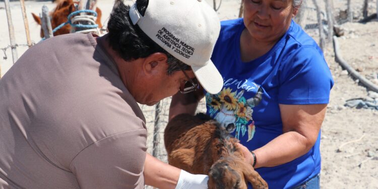 Ayuntamiento de La Paz brinda atención veterinaria gratuita en rancherías de Los Dolores