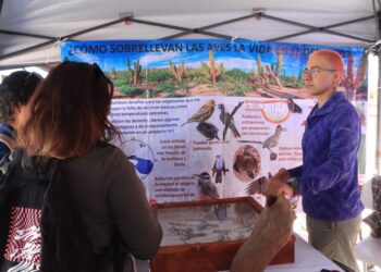 UABCS celebra 2do. Festival de las Aves Playeras en La Paz