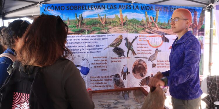 UABCS celebra 2do. Festival de las Aves Playeras en La Paz