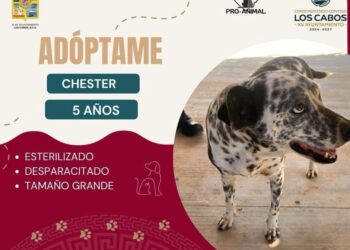 Llaman a adoptar animales rescatados por maltrato y abandono en Los Cabos