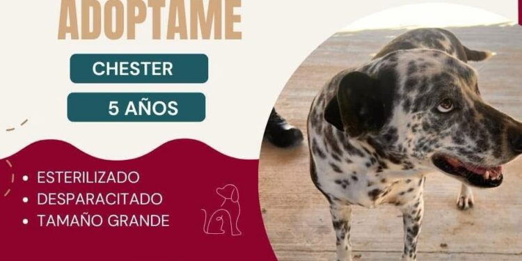 Llaman a adoptar animales rescatados por maltrato y abandono en Los Cabos