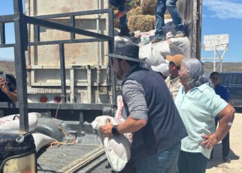 Con la entrega de pastura, continúa apoyo al sector ganadero de Los Cabos