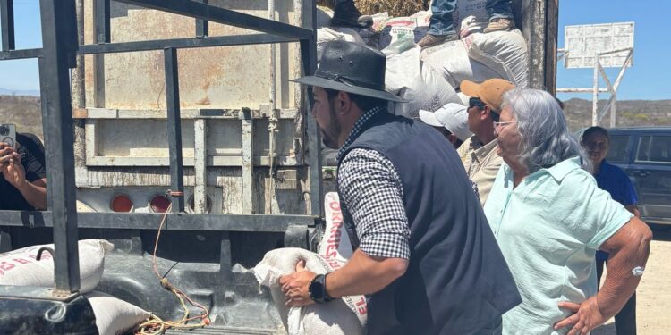 Con la entrega de pastura, continúa apoyo al sector ganadero de Los Cabos