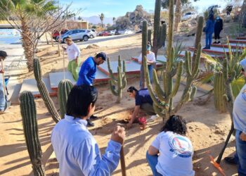 Realizan limpieza general y reforestación en el Cerrito del Timbre de Cabo San Lucas