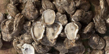 Autoriza COEPRIS la extracción de moluscos bivalvos en zonas de Mulegé