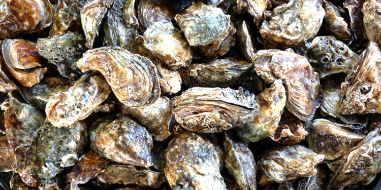 Suspende COEPRIS de manera temporal la extracción de moluscos bivalvos en tres zonas de Mulegé