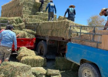 Ante sequía, refuerza Ayuntamiento de Los Cabos apoyo al sector ganadero 