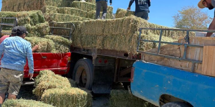 Ante sequía, refuerza Ayuntamiento de Los Cabos apoyo al sector ganadero