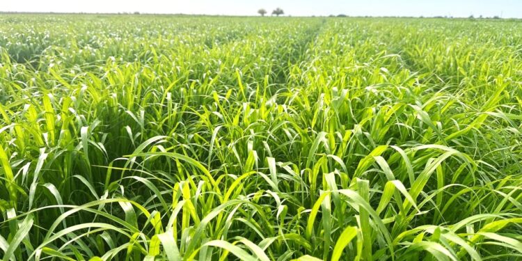 El Gobierno Federal y Estatal destinan 24 mdp para el Plan Estratégico de Atención a la Sequía en beneficio del sector ganadero