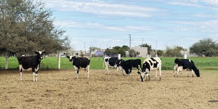 Destina el Gobierno del Estado recursos por 21.1 mdp a productores del Valle Santo Domingo