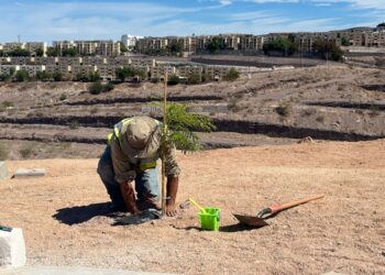 Servicios Públicos realiza jornada de reforestación en parque de la colonia Monte Sinaí