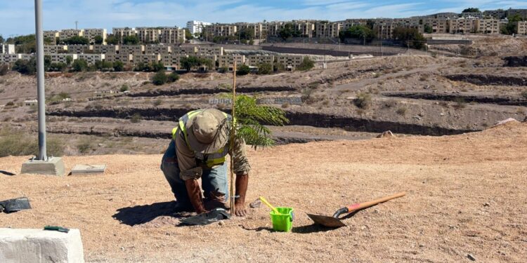 Servicios Públicos realiza jornada de reforestación en parque de la colonia Monte Sinaí