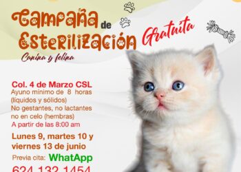 Anuncian nueva campaña de esterilización canina y felina en Cabo San Lucas