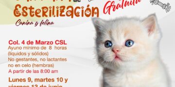 Anuncian nueva campaña de esterilización canina y felina en Cabo San Lucas