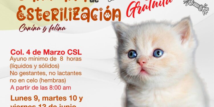 Anuncian nueva campaña de esterilización canina y felina en Cabo San Lucas
