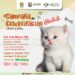Anuncian nueva campaña de esterilización canina y felina en Cabo San Lucas