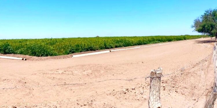 Producen en Comondú las primeras 250 toneladas de sorgo forrajero en apoyo a ganaderos
