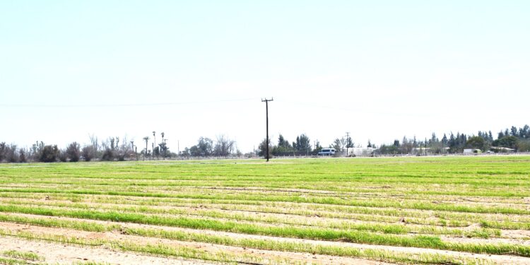 Promueve el gobierno de BCS el cuidado del agua en la agricultura