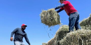 Reciben ganaderos de Comondú más de 2 mil pacas de forraje