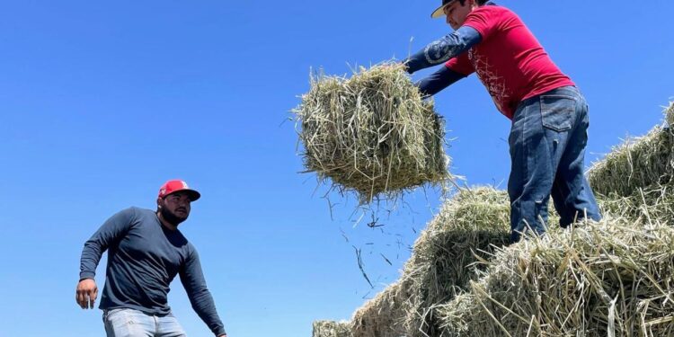 Reciben ganaderos de Comondú más de 2 mil pacas de forraje