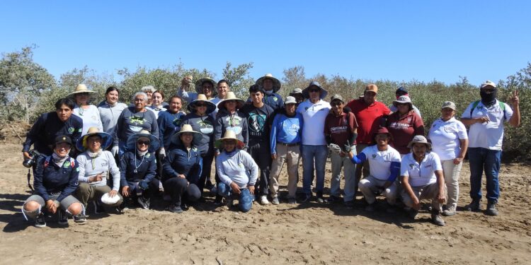 Participa ZOFEMAT en jornada de limpieza de manglares “El Cajoncito”