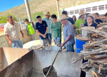 Invitan a la tradicional molienda de caña en subdelegación de La Candelaria 