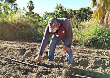 Gobierno de BCS reconoce la labor de los agricultores en su día