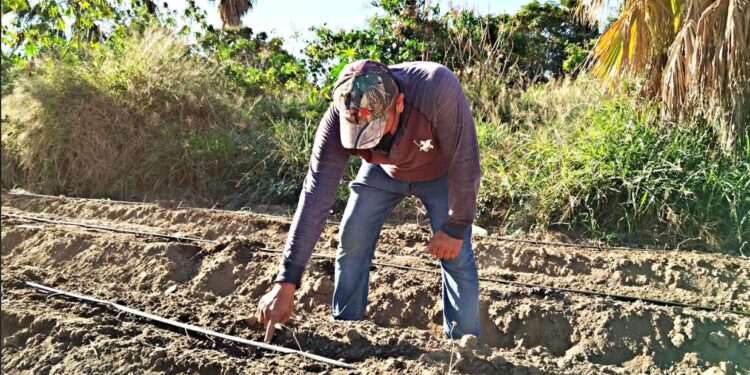 Gobierno de BCS reconoce la labor de los agricultores en su día