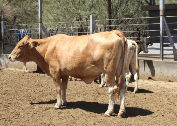 Refuerzan medidas contra el gusano barrenador del ganado en BCS