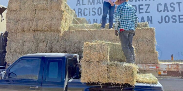 Respalda Ayuntamiento de Los Cabos a productores rurales con subsidio de flete en forraje