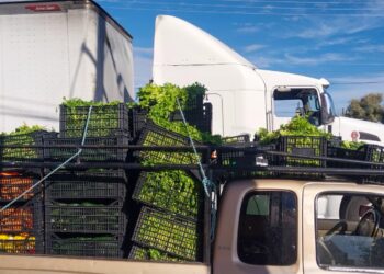Realizan entrega semanal de frutas y verduras a más de 400 familias en Cabo San Lucas