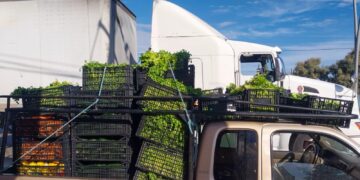 Realizan entrega semanal de frutas y verduras a más de 400 familias en Cabo San Lucas