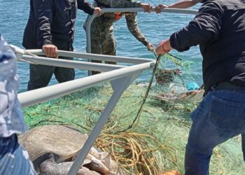 Autoridades retiran redes infractoras durante el periodo de veda de tiburón y mantarraya