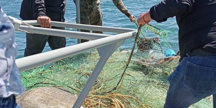 Autoridades retiran redes infractoras durante el periodo de veda de tiburón y mantarraya