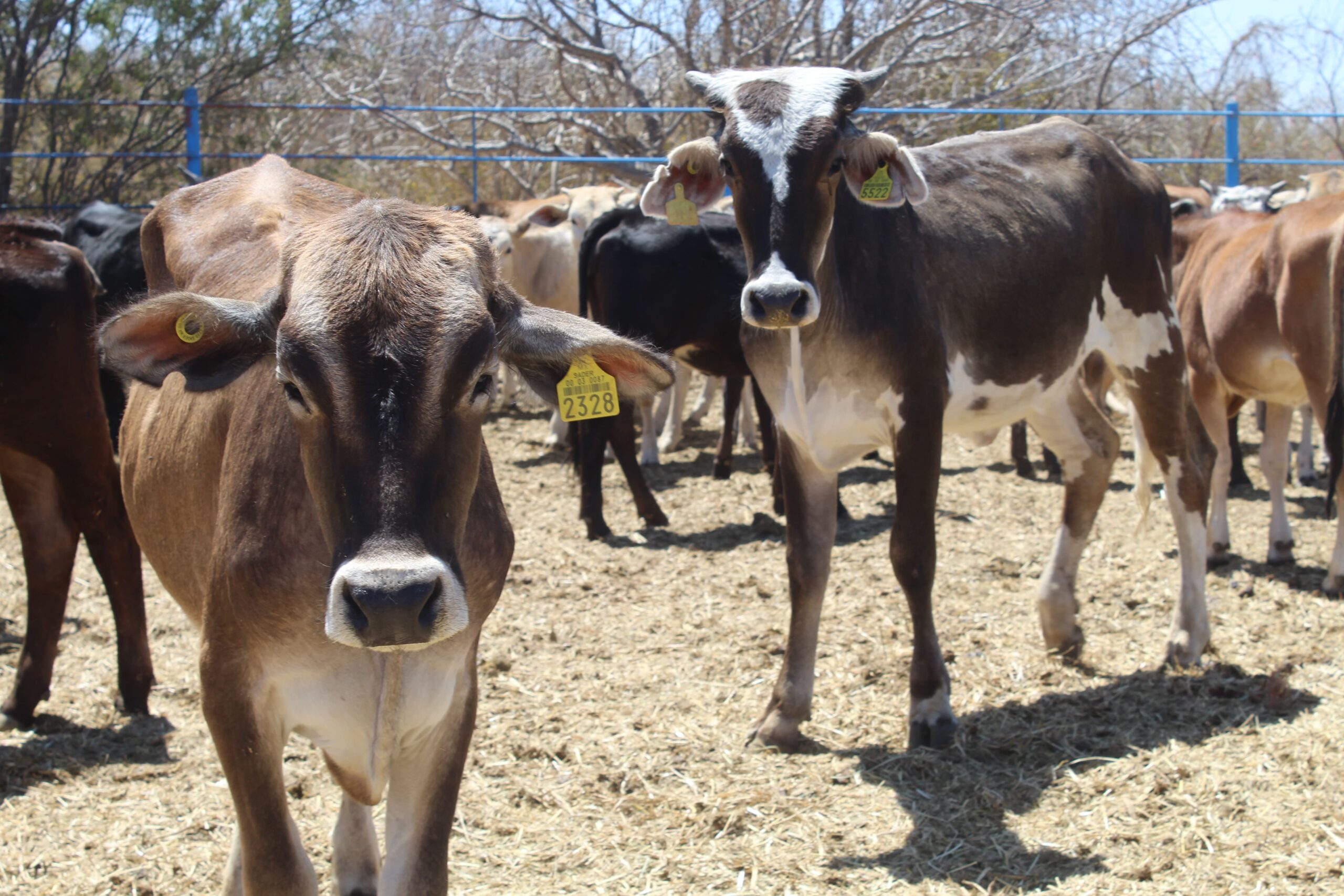 Gobierno de BCS fortalece acciones de prevención contra el gusano barrenador