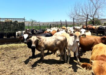 SEPADA trabaja en inspecciones de corrales ganaderos en BCS