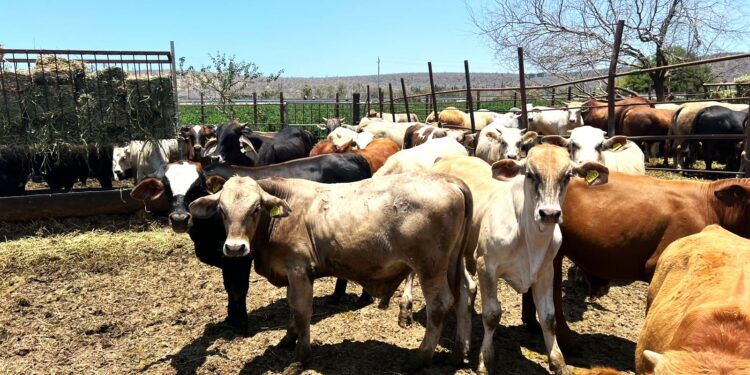 SEPADA trabaja en inspecciones de corrales ganaderos en BCS