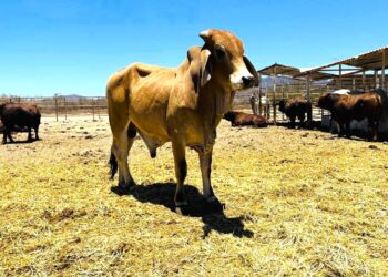 Invierte el Gobierno de BCS 98.4 mdp en beneficio al sector agropecuario