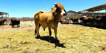 Invierte el Gobierno de BCS 98.4 mdp en beneficio al sector agropecuario