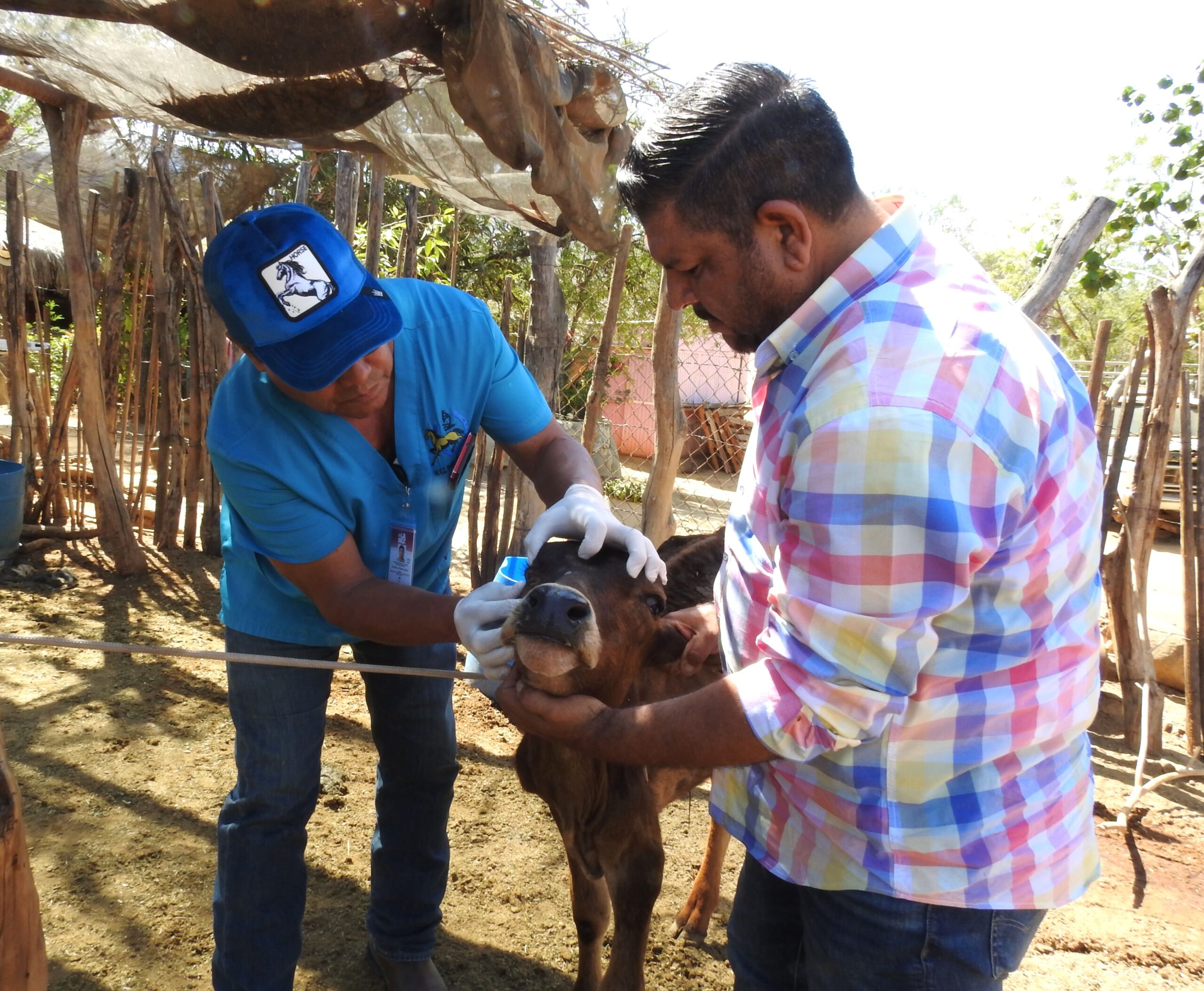 Brinda Ayuntamiento de La Paz atención veterinaria gratuita en Santa Gertrudis