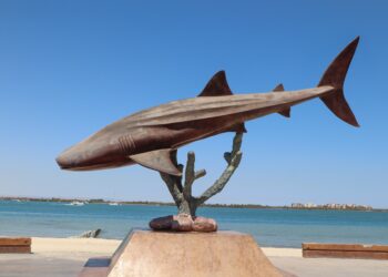 Invita Dirección Municipal de Turismo a ver documental sobre el tiburón ballena en La Paz