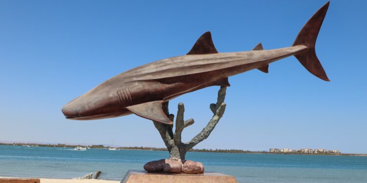 Invita Dirección Municipal de Turismo a ver documental sobre el tiburón ballena en La Paz