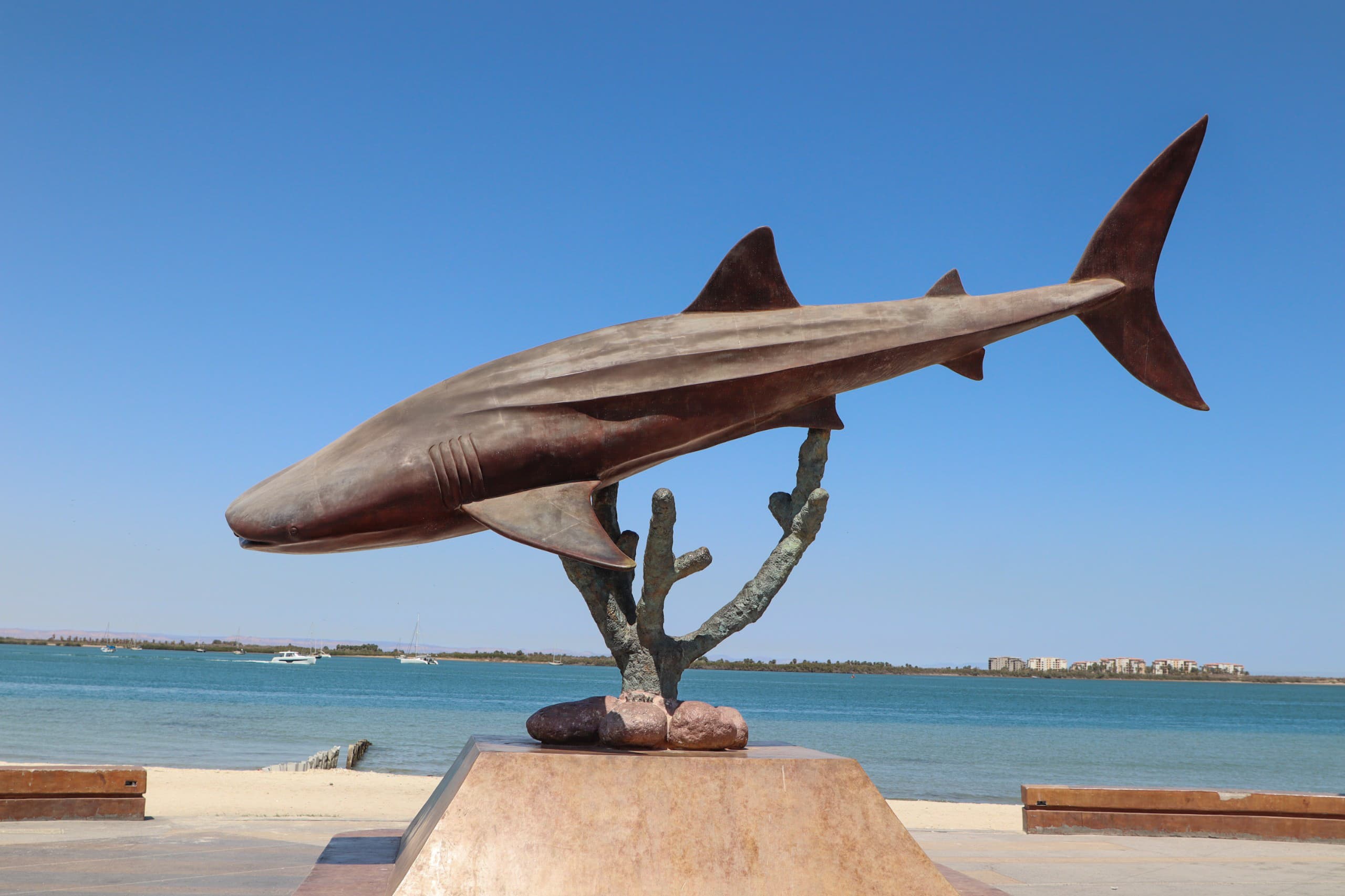 Invita Dirección Municipal de Turismo a ver documental sobre el tiburón ballena en La Paz