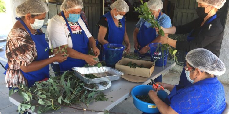 El Rosario impulsa el turismo sustentable con “Farmacia Viviente”