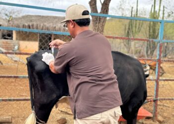 Ayuntamiento de La Paz brinda atención veterinaria gratuita en San Bartolo