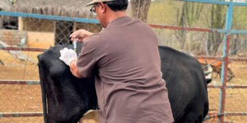 Ayuntamiento de La Paz brinda atención veterinaria gratuita en San Bartolo