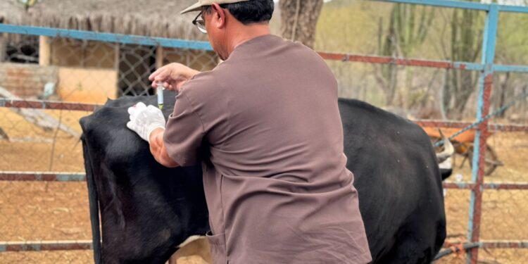 Ayuntamiento de La Paz brinda atención veterinaria gratuita en San Bartolo