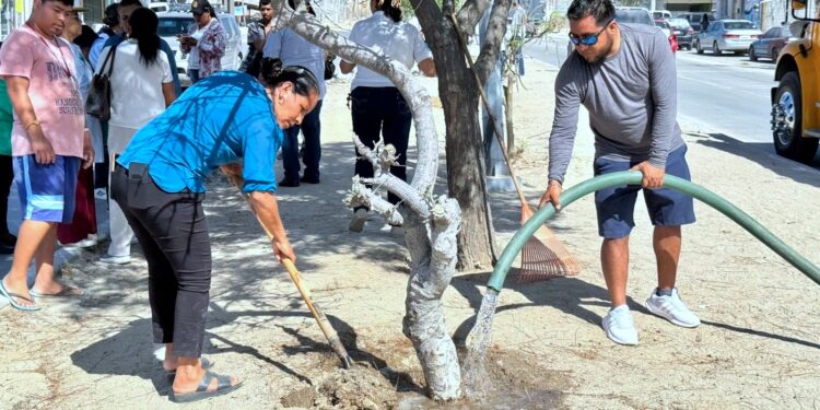 Realizan jornada de limpieza y reforestación en la colonia Leonardo Gastélum, en Cabo San Lucas